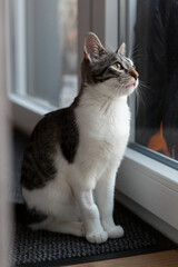 Getigerte Katze schaut aus dem Fenster