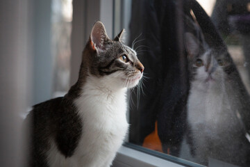 Getigerte Katze schaut aus dem Fenster