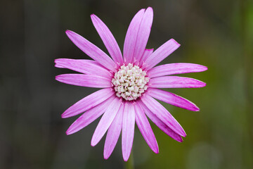 Flowers Andes Ecuador