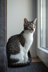 Getigerte Katze schaut aus dem Fenster