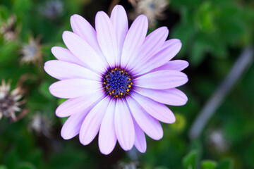 Fototapeta premium Flowers Andes Ecuador