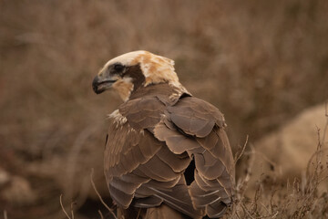 aguilucho lagunero en libertad esperando para comer su presa