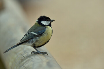 Great tit (Parus major)