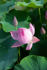 Blooming lotus in the pond in early summer