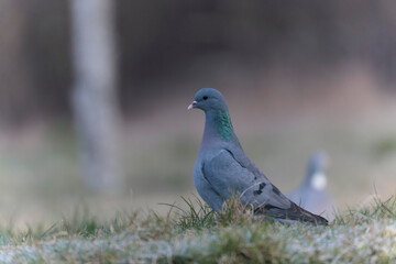 Columba oenas Stock Dove in close view on ground in frozen grass