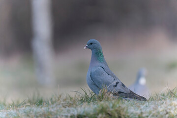 Columba oenas Stock Dove in close view on ground in frozen grass