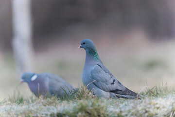 Columba oenas Stock Dove in close view on ground in frozen grass