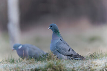 Columba oenas Stock Dove in close view on ground in frozen grass