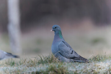 Columba oenas Stock Dove in close view on ground in frozen grass