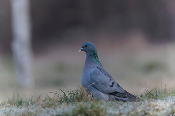 Columba oenas Stock Dove in close view on ground in frozen grass