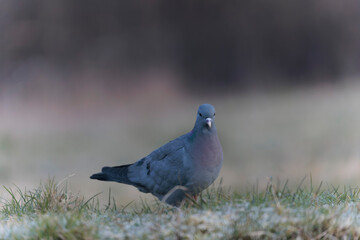 Columba oenas Stock Dove in close view on ground in frozen grass