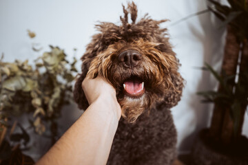 Adorable brown spanish water dog in her daily routine at home petted by her owner. Lifestyle