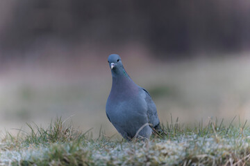 Columba oenas Stock Dove in close view on ground in frozen grass