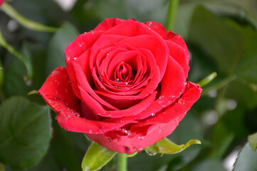 a beautiful blossoming bud of a bright red rose with drops of water. beautiful flower for congratulations on the occasion or a declaration of love