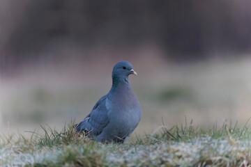 Columba oenas Stock Dove in close view on ground in frozen grass