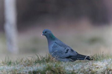 Columba oenas Stock Dove in close view on ground in frozen grass