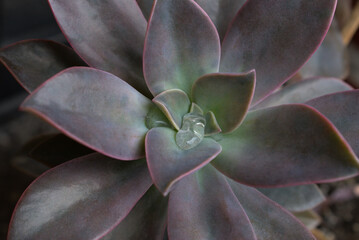 Macro succulent plant
