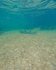 Resting Black tipped shark somewhere in Los Tuneles, Galapagos, Ecuador.