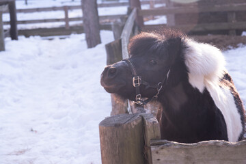 Pony in a wooden paddock in the sun. Winter snow. Funny horse with a funny hairstyle. Portrait