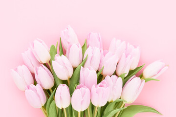Bunch of pink tulips on a pink background. Mother's day, Valentines Day, Birthday concept. Greeting card