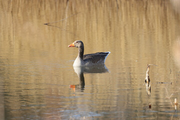 Graylag Goose swimming on a Lake in a Nature Reserve on a spring day, County Durham, England, UK.