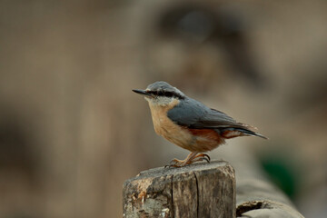 Nuthatch (Sitta)