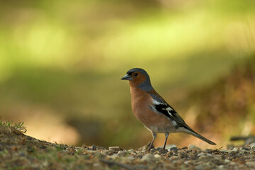 Chaffinch (Fringilla coelebs)