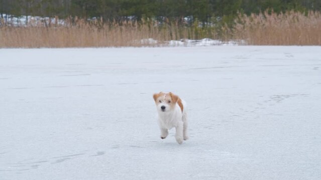 Dog breed Jack Russell Terrier funny runs on the ice of the lake against the backdrop of the forest.