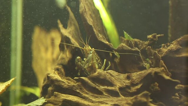 Marmorkrebs (Procambarus fallax forma virginalis) in the aquarium. 