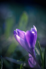 Spring purple flowering crocus, the first flowers of spring