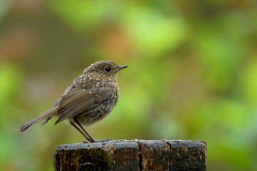 Young Robin (Erithacus rubecula)