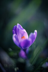 Spring purple flowering crocus, the first flowers of spring