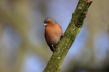 Chaffinch perched on a branch on a sunny spring day, County Durham, England, UK. 