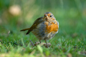 Young Robin (Erithacus rubecula)