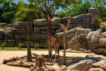 giraffe in zoo