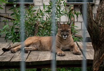 Impisoned Cougar in the Zoo behind bars