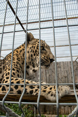 Imprisoned Leopard in the Zoo