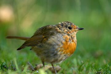 Young Robin (Erithacus rubecula)