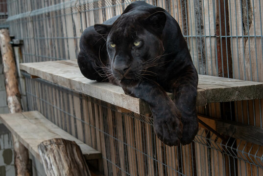 Impisoned Black Panter in Zoo behind bars.