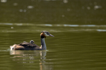 Great Crested Grebe (Podiceps cristatus)