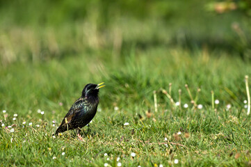 Starling (Sturnidae)