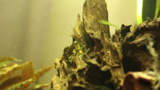 Procambarus fallax forma virginalis in the aquarium. 