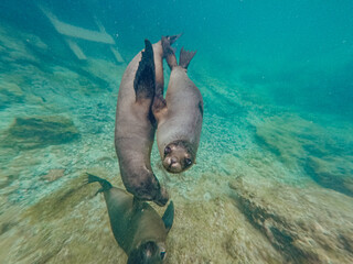 Sea lion swimming and playing around Isla Isabela, Galapagos.
