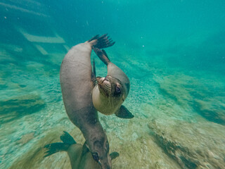 Sea lion swimming and playing around Isla Isabela, Galapagos.