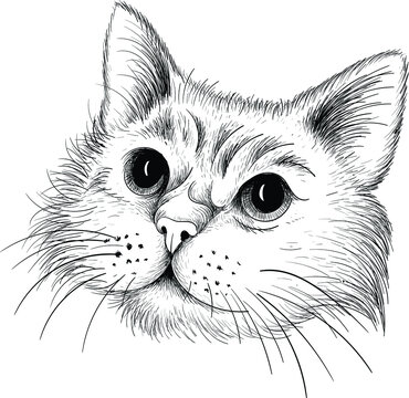 The Vector logo cat for tattoo or T-shirt design or outwear.  Cute print style cat background. This hand drawing would be nice to make on the black fabric or canvas.