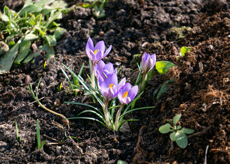 The first spring soft purple crocus flowers, the first sign of spring.
