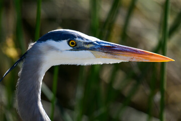 close up of a heron