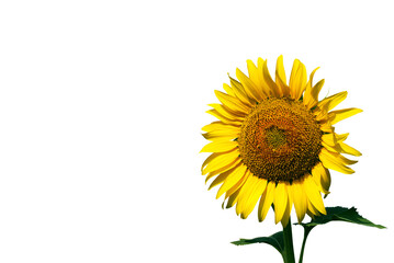 Close up shot of a sunflower on a white background
