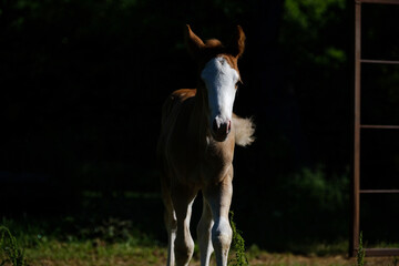 Bald face colt foal horse isolated on dark background for farm image.