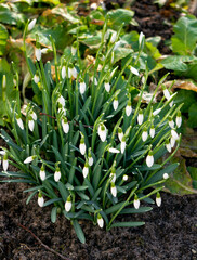 The first beautiful white snowdrops in early spring in the spring forest.